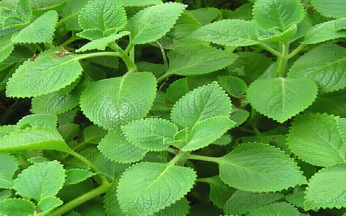 siro húng chanh tại Hải Phòng