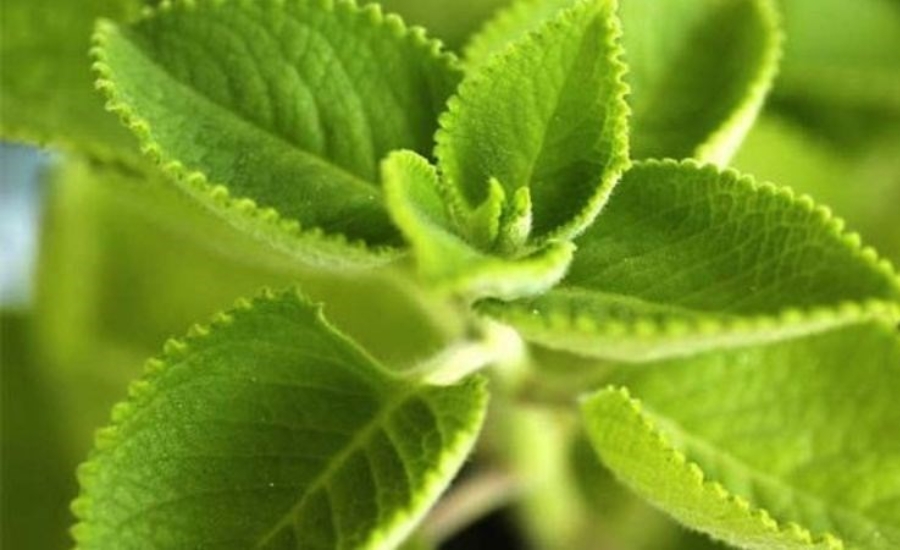 Siro húng chanh Thanh Hoá